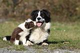 BORDER COLLIE 782